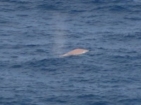 Humpback whale