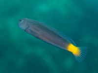 Ecsenius namiyei