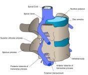 Spinal column