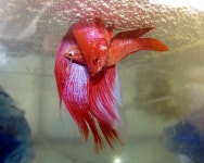 Siamese fighting fish
