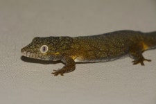 Bauers chameleon gecko