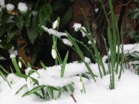 Imbolc