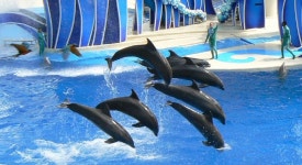 SeaWorld