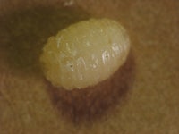 Larva