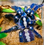 List of Theraphosidae species