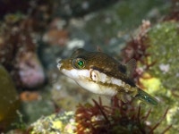 Canthigaster rivulata