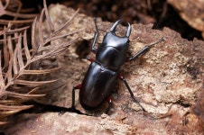 홍다리사슴벌레