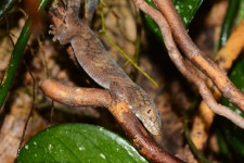 Eurydactylodes symmetricus