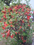 산당화