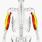 Triceps