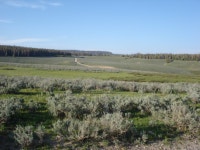 Union Pass
