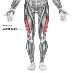 Vastus lateralis muscle