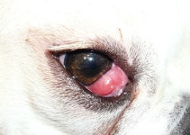 Dog health