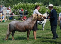 Mountain and moorland pony breeds
