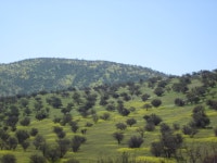 Matorral