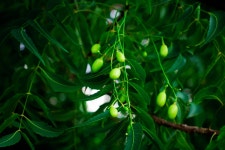 Azadirachta indica