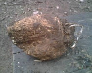 Sclerotium