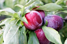 Plum (color)