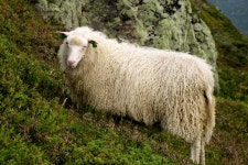 Spælsau