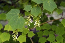 산겨릅나무