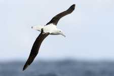Wikipedia:WikiProject Birds/Showcase
