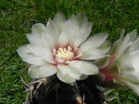 Gymnocalycium bayrianum