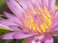 파일:Flower-04-KayEss-2.jpeg - Wikiwand Wikiwand - 파일:Flower-04-KayEss-2.jpeg