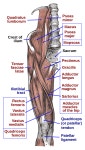 Iliopsoas