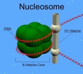 Talk:Histone