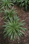 Plantago robusta