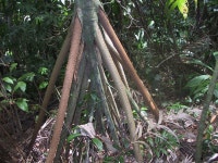 Glossary of plant morphology