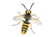 Hymenoptera