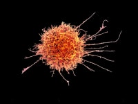 Adaptive NK cell