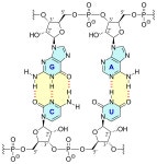Nucleotide base