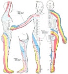 Dermatome (anatomy)