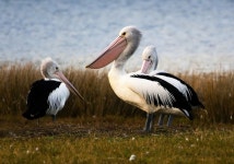 Wikipedia:WikiProject Birds/Showcase