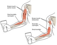 Anatomical terms of muscle