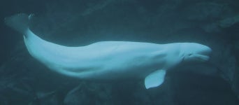 Moby Dick (Rhine)