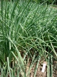 Allium chinense