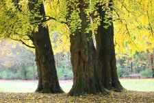 Ginkgo biloba