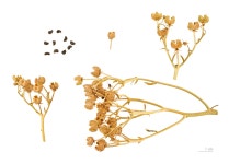 Ruta graveolens