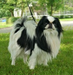 Toy dog