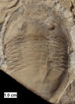 Ordovician
