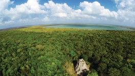 Mayan Corridor mangroves