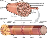 Muscle contraction