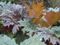 Rheum (plant)