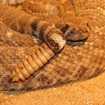 Western diamondback rattlesnake