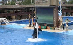 List of captive orcas