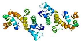 S-phase kinase-associated protein 1