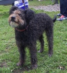 Pumi dog